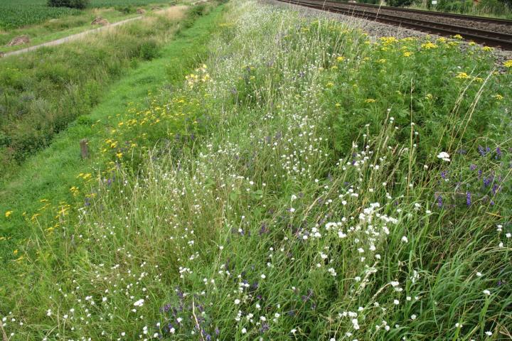 Een kruidenrijke berm langs het spoor (credit: Nancy Meuwissen)