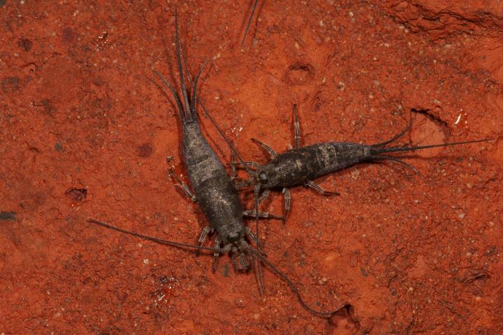 De kuststeenspringer (Petrobius brevistylis). Credits: Roy Kleukers