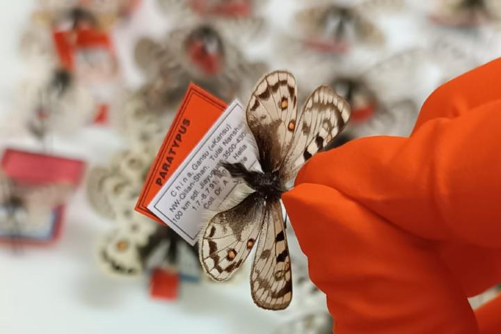 Overprikken van een apollovlinder