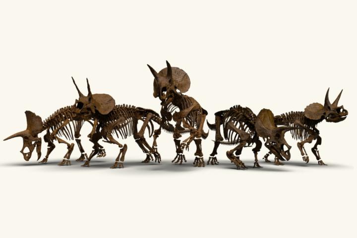 De kudde triceratopsen van Naturalis