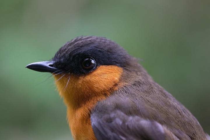 Bioko (Pau Enric Serra)