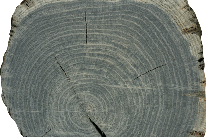 Tree rings in fast-growing oak