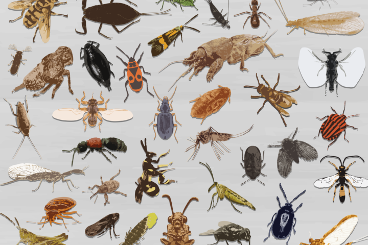 Insect van het Jaar banner