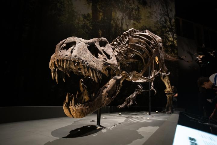 Tyrannosaurus rex, Trix