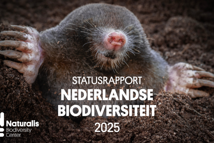 Cover van het rapport