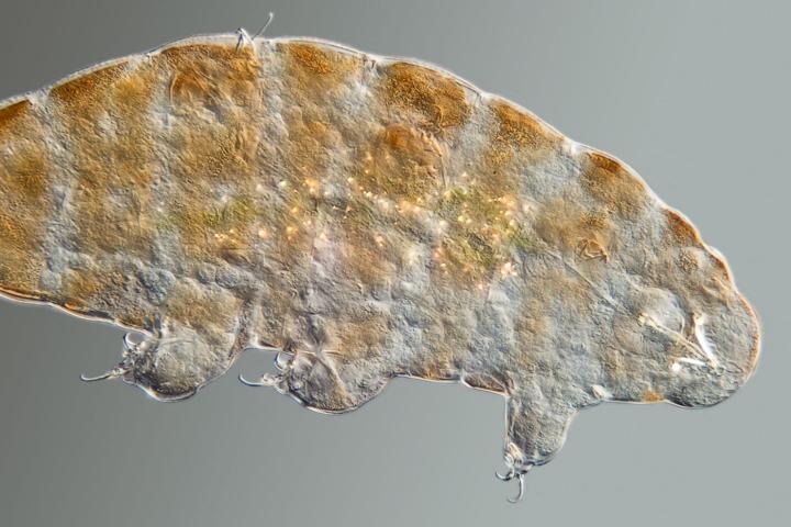 Microscopische foto beerdiertje