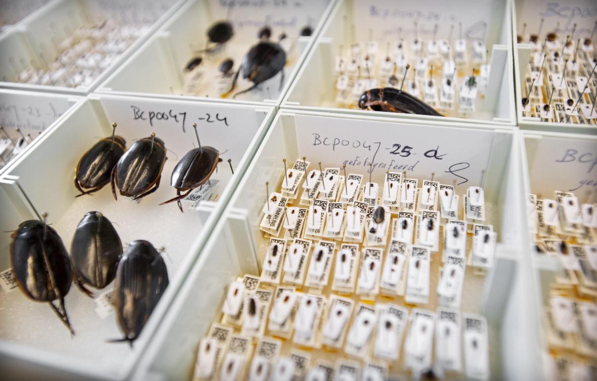 Insectencollectie Naturalis