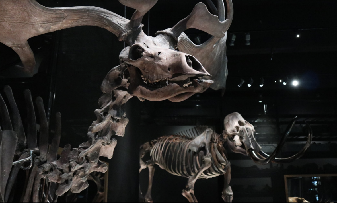 Collectie in museumzaal De ijstijd