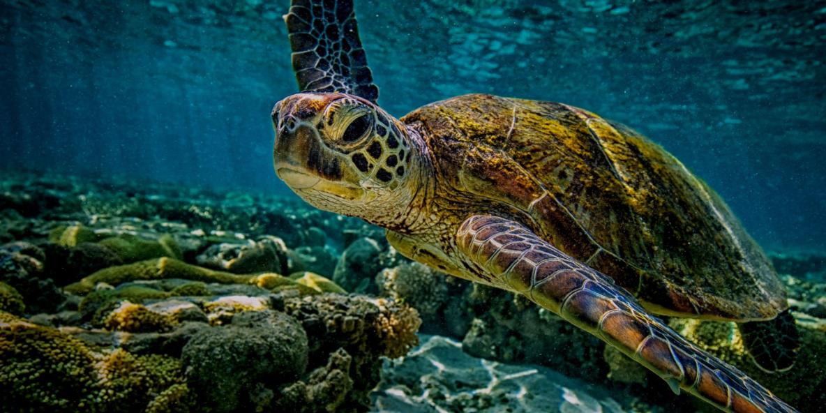 Een foto van een schildpad