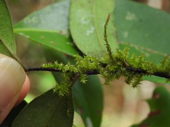 Amazonian bryophytes