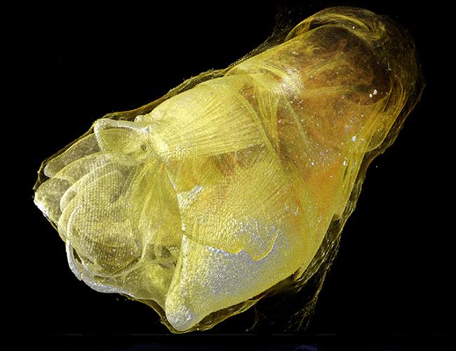 Coiled genitals of a mosquito