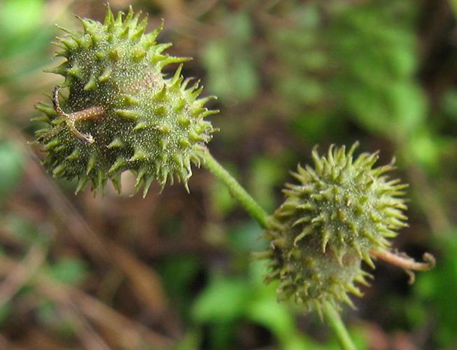 Historical Biogeography Mallotus peltatus