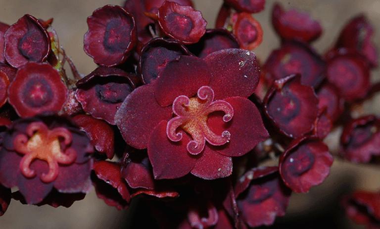 Moth pollination Breynia discocalyx