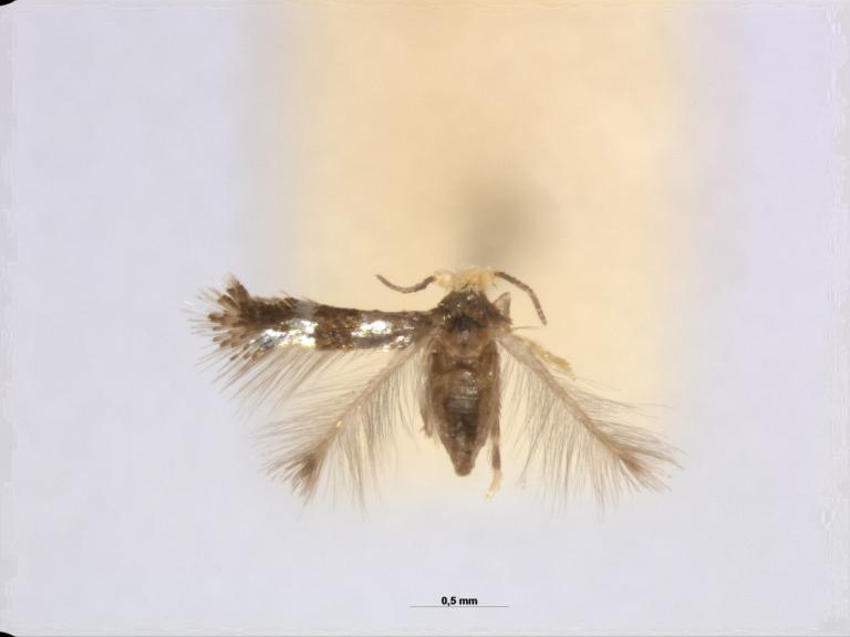 Stigmella spec. Indonesia, Tetres