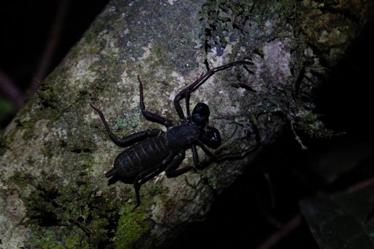 Zweepstaartschorpioen (Thelyphonida) behoort tot de spinachtigen. Foto: Amy Montanje