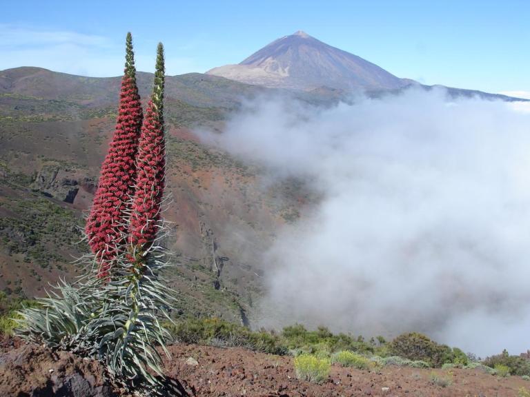 Teide Echium wildprettii7