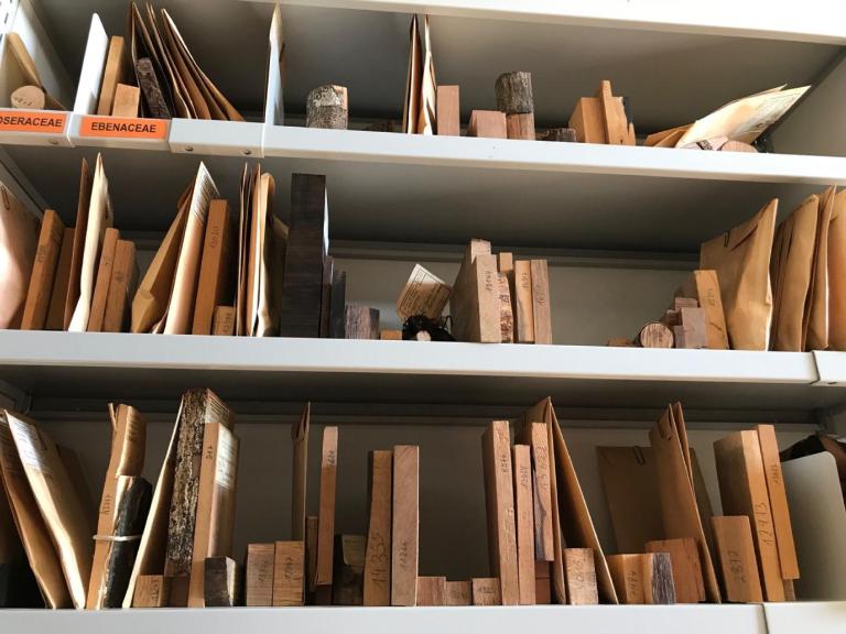 houtcollectie Ebenaceae