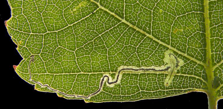 Lead foto Stigmella naturnella bladmijn