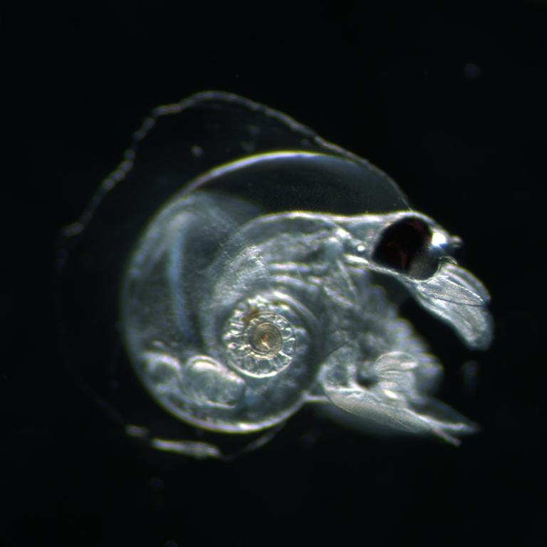 Atlanta ariejansseni, photo by Plankton Team 2017