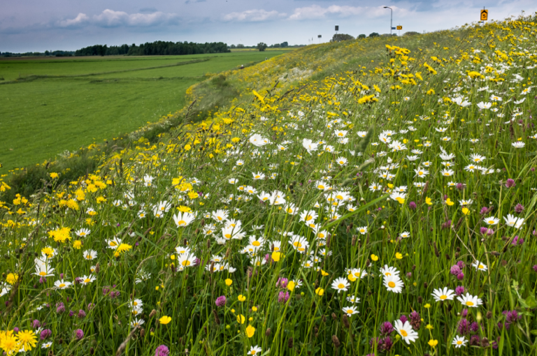 Veld bloemen
