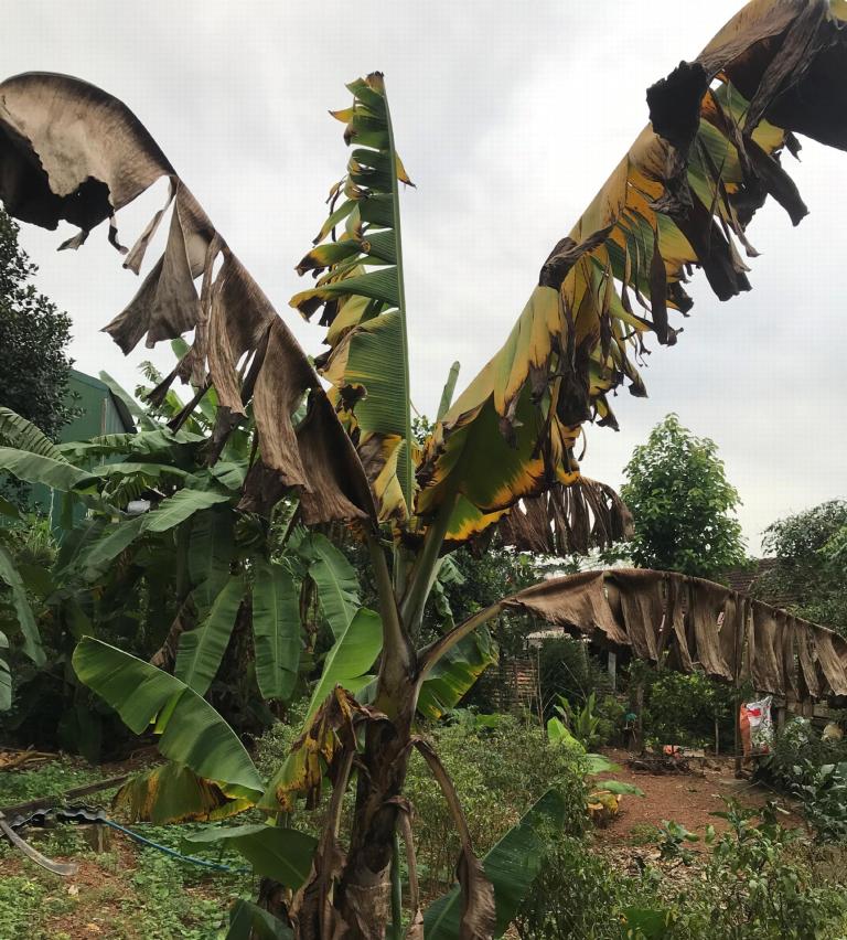 Met FOC geïnfecteerde bananenplant in Vietnam. (Bron: Loan Le Thi)