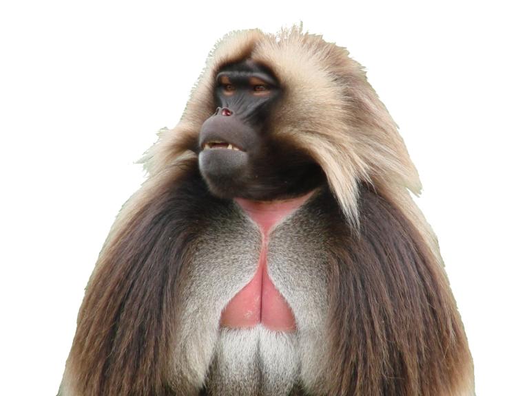 Gelada