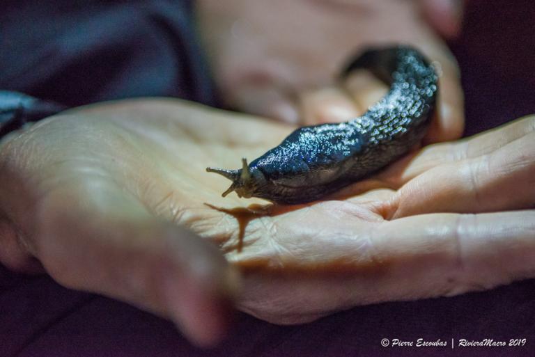 A living specimen of Limax pseudocinereoniger on a researcher's hand. Photo by Pierre Escoubas.