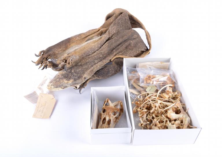 Reptielen skeletten uit de collectie van Naturalis