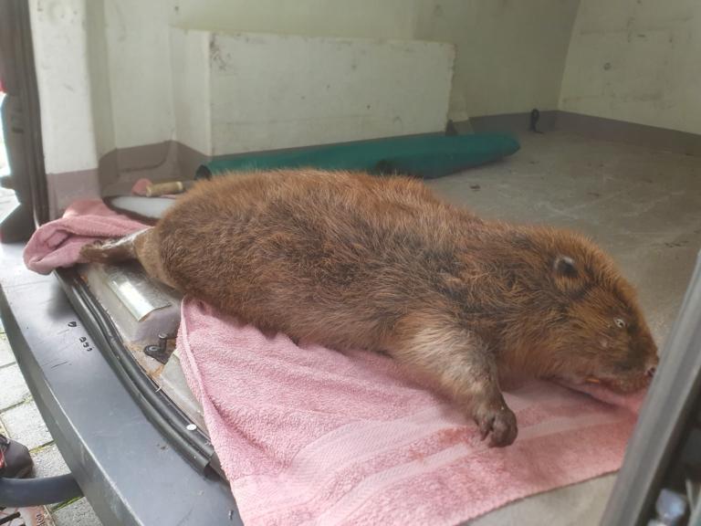 De mega-bever bij aankomst bij Naturalis, op 10 november 2022.