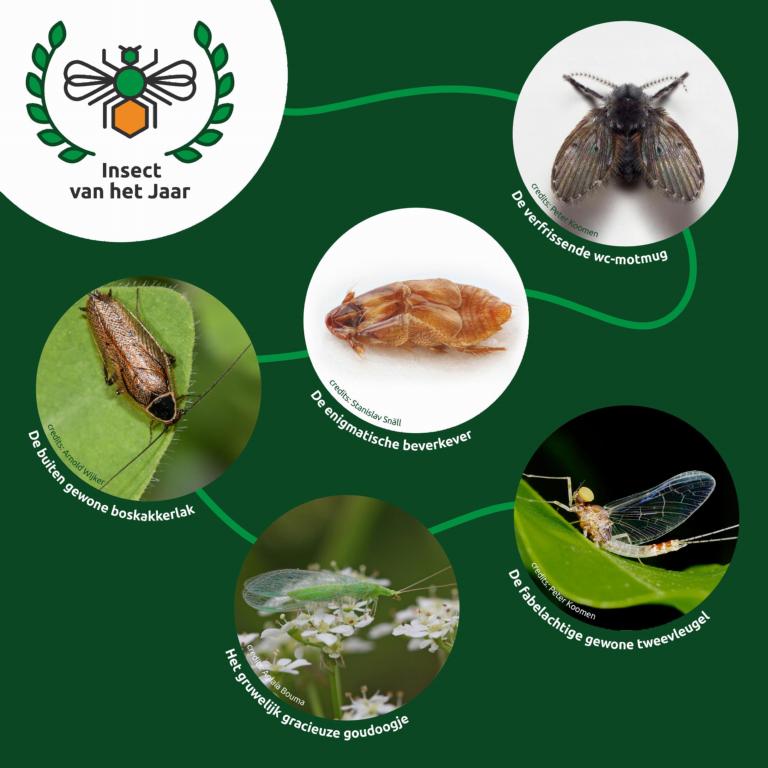 De genomineerde insecten