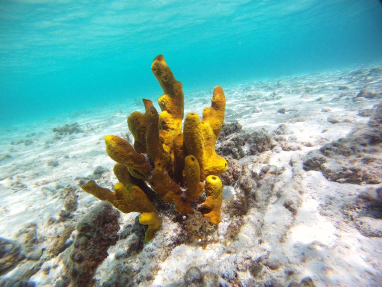 Aplysina fistularis sponge