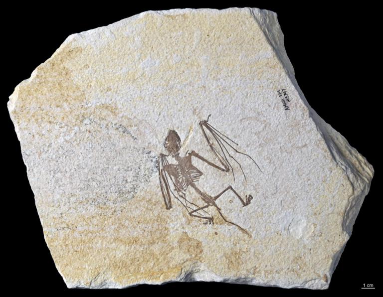 De volledige plaat met hierin het oudste vleermuisskelet ter wereld van de nieuwe soort "Icaronycteris gunnelli"