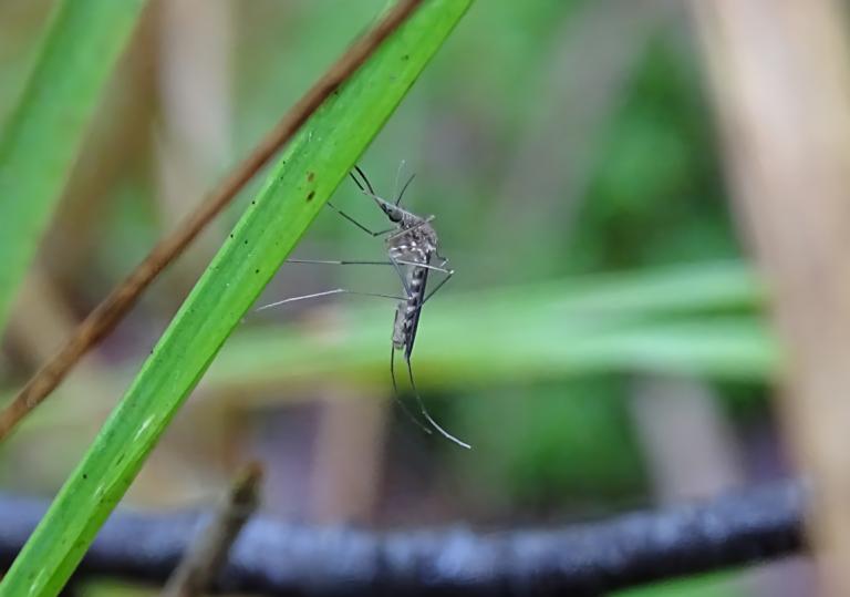 Picture of .... (Culex pipiens)