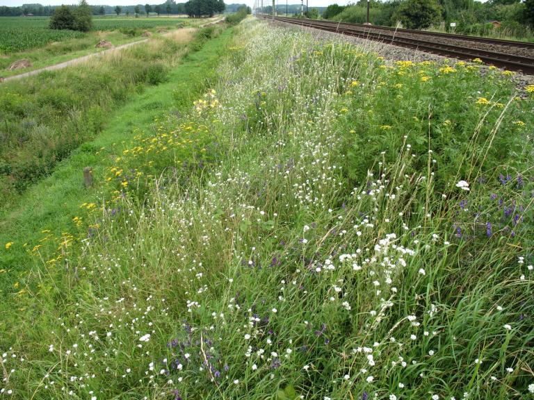Een kruidenrijke berm langs het spoor (credit: Nancy Meuwissen)