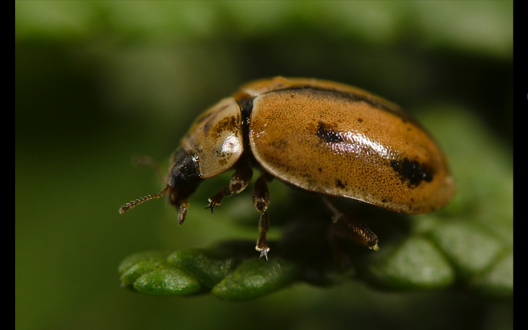 A brown ladybug