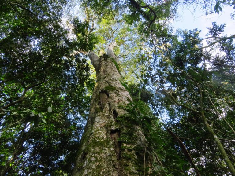 Boomsoort Apuleia leiocarpa, in het Atlantische bos, credit: Hans ter Steege