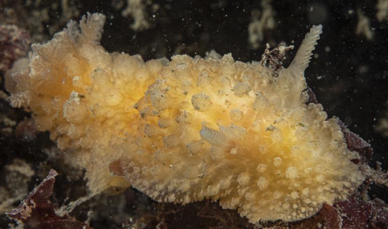 Ruwe wratslak, waarschijnlijk een nieuwe soort