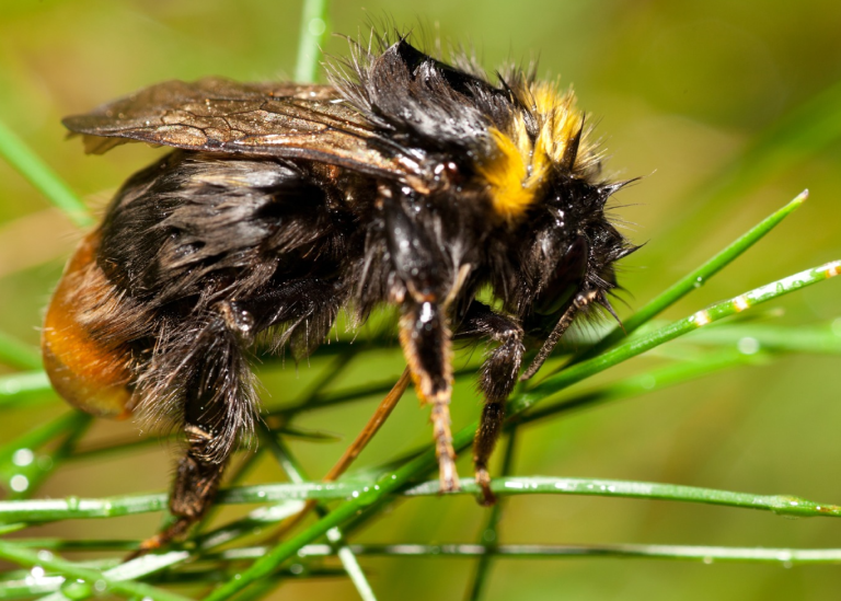 Weidehommel natgeregend