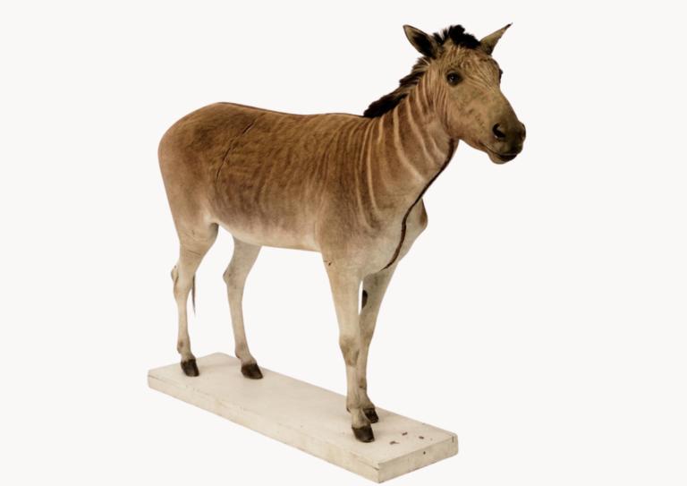 Quagga in de Naturalis collectie