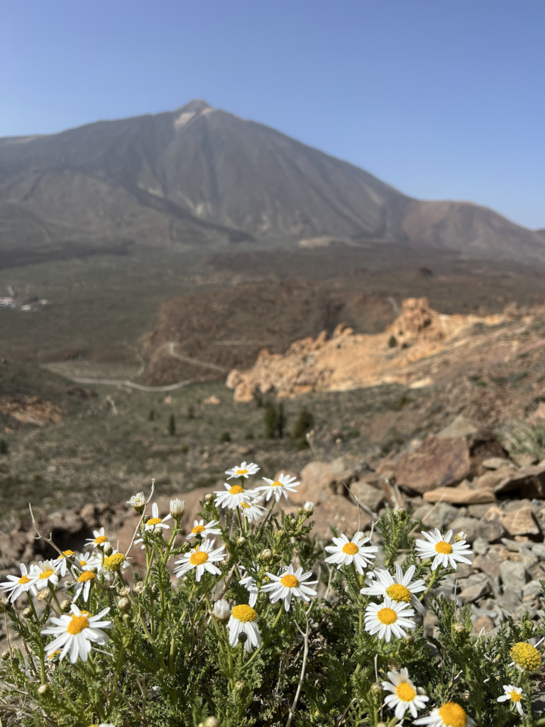 Tenerife madeliefjes