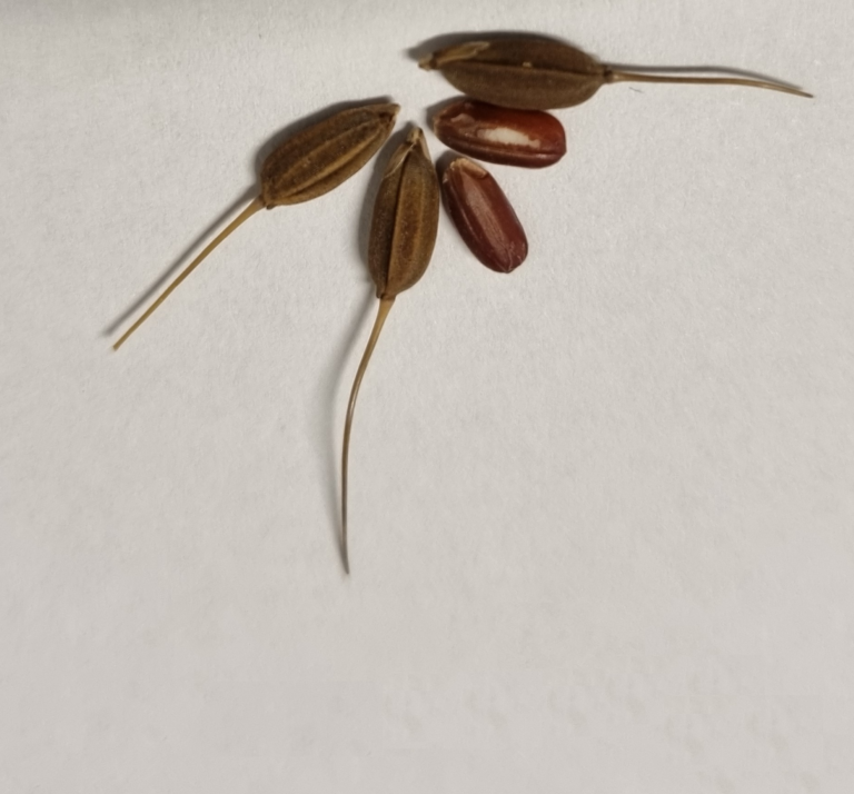 Surinamese black rice