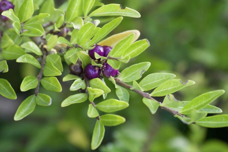 Shrub honeysuckle with berries