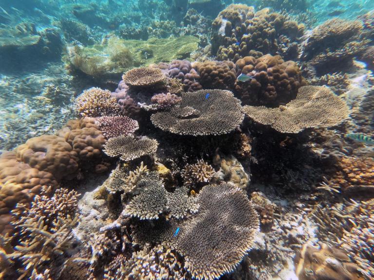 Koraalrif