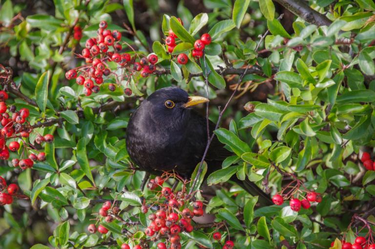 Mannelijke merel op een tak