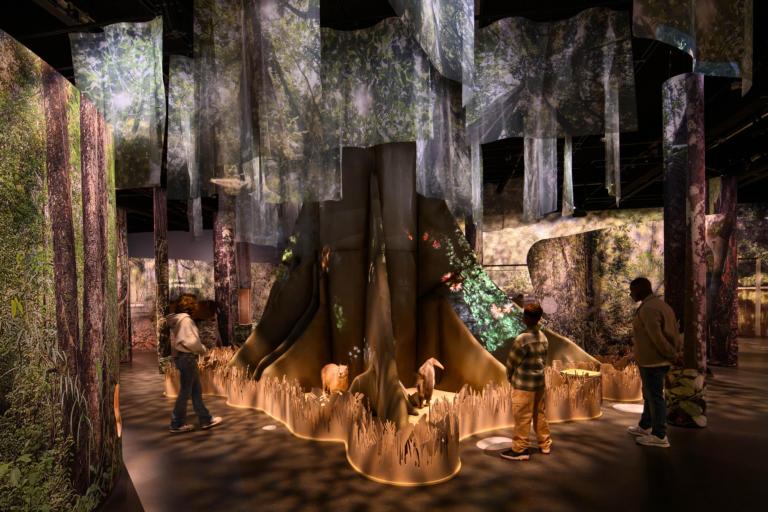 Het bos van Suriname